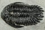 Hollardops Trilobite Fossil - Ofaten, Morocco #311259-3